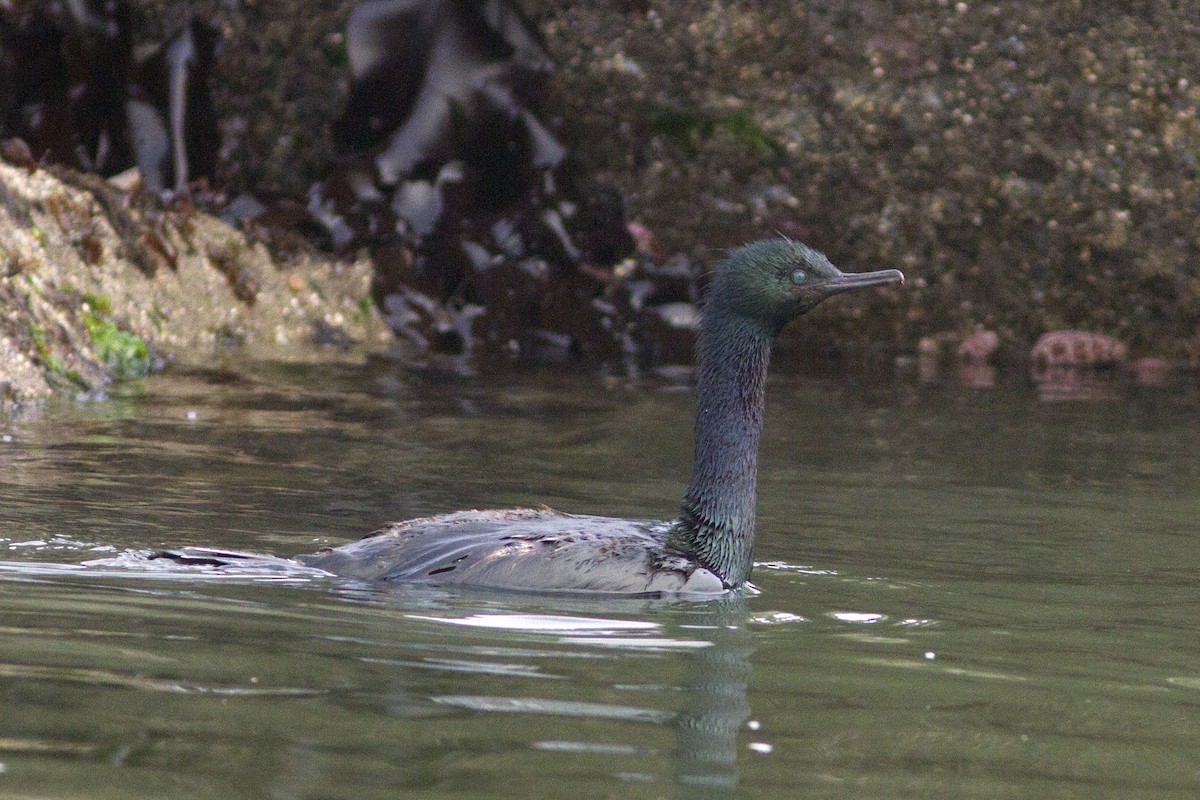 Pelagic Cormorant - ML66650961