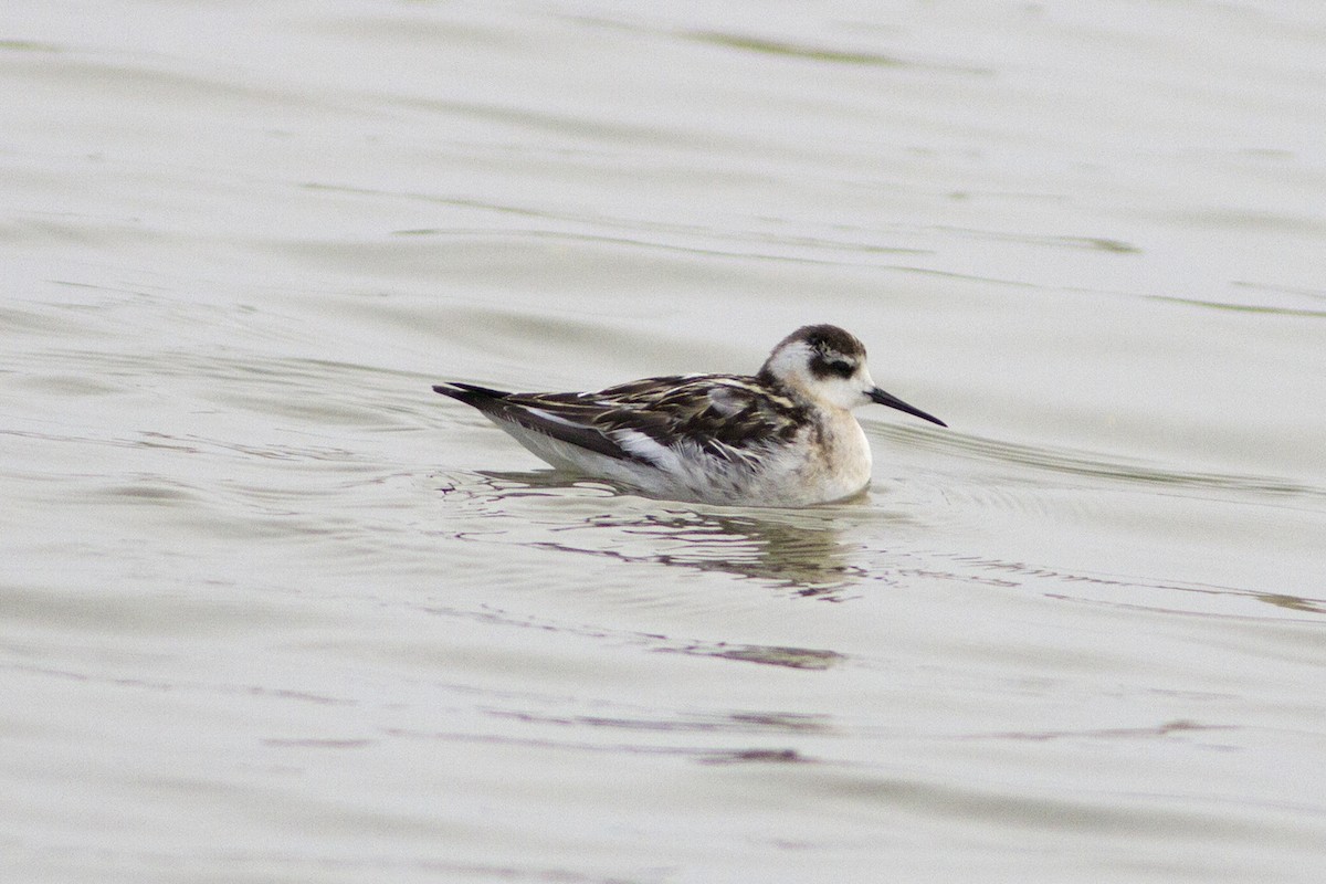 Red-necked Phalarope - ML66651181