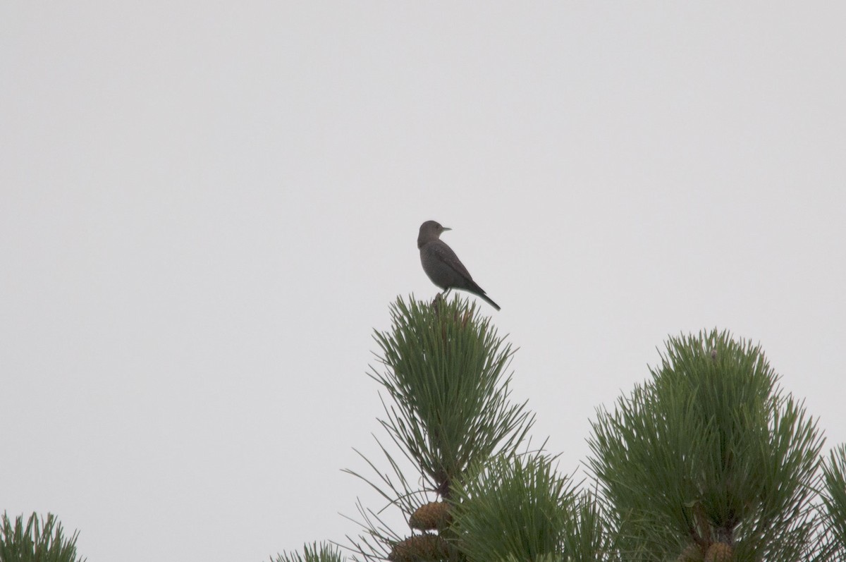 Blue Rock-Thrush - ML66651401