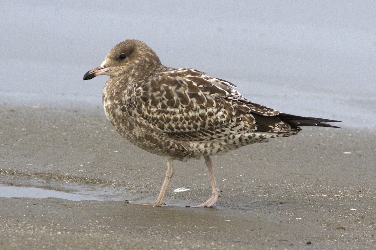 California Gull - ML66651551