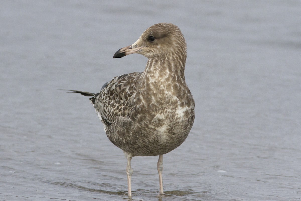 California Gull - ML66651631