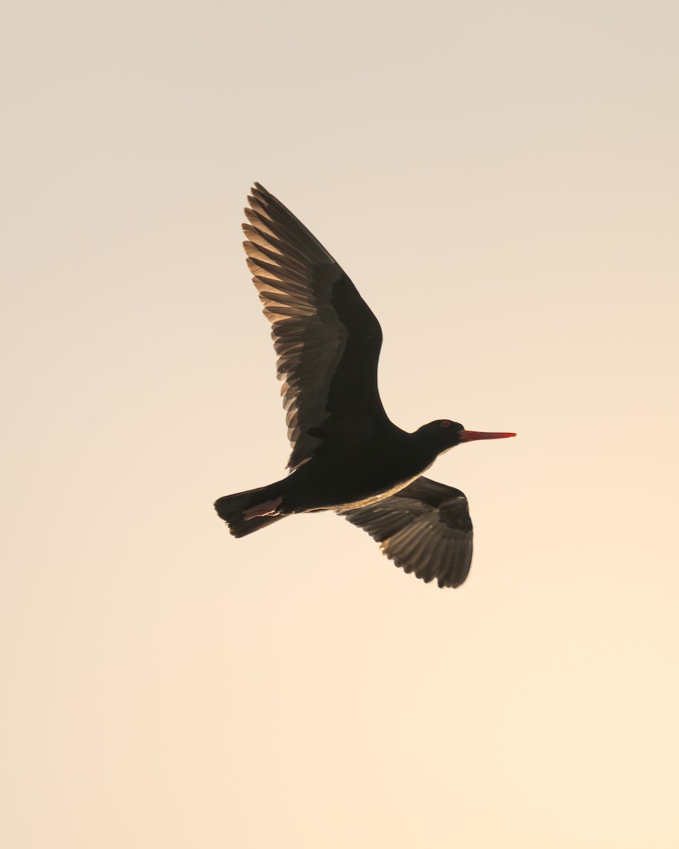 eBird Checklist - 8 Oct 2026 - Bass Point - 24 species
