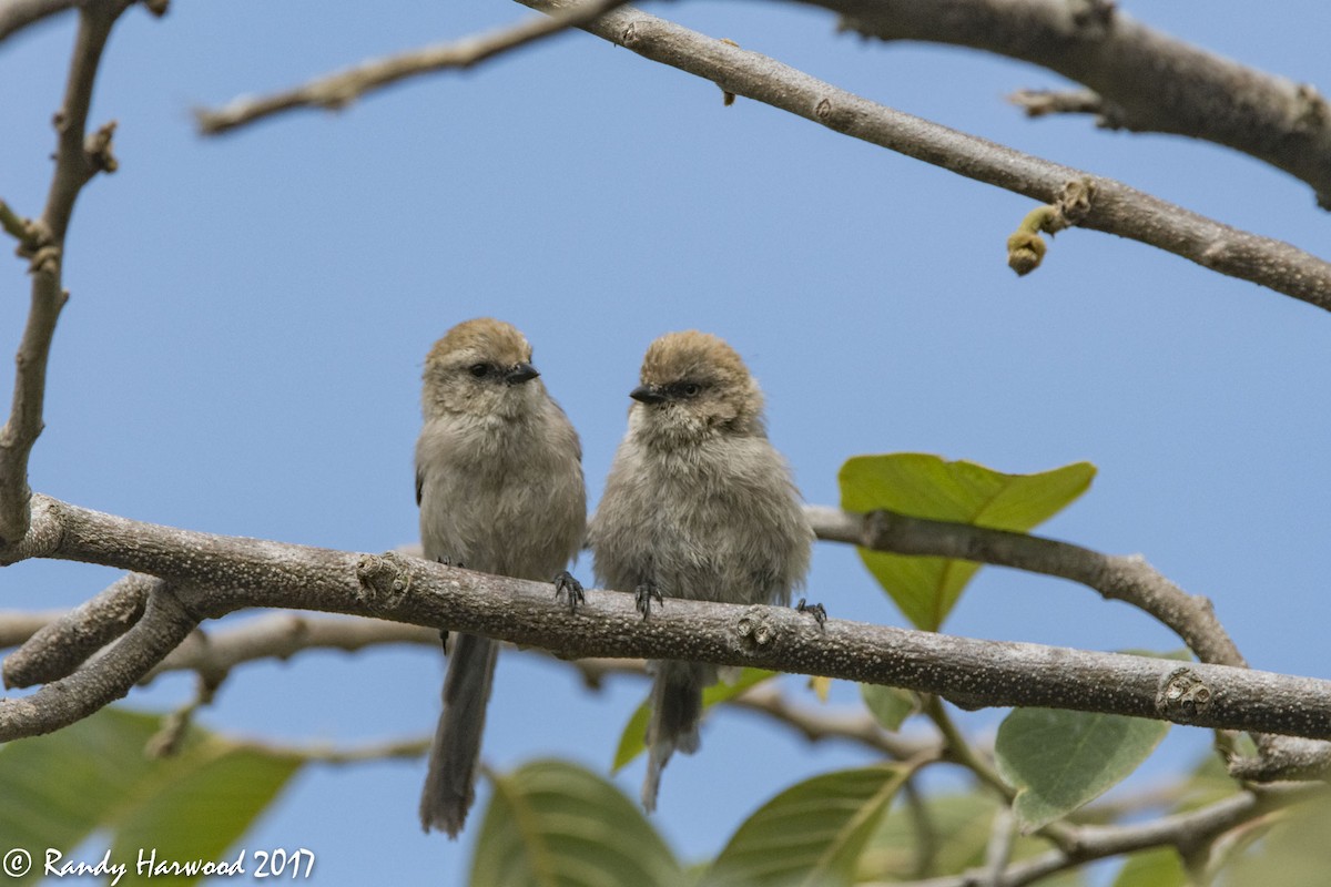 Bushtit - ML66653451