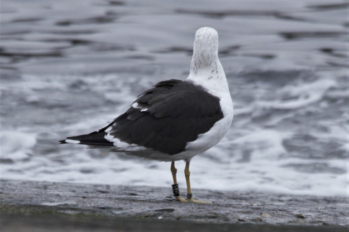 Lesser Black-backed Gull (fuscus) - Jorge  Safara