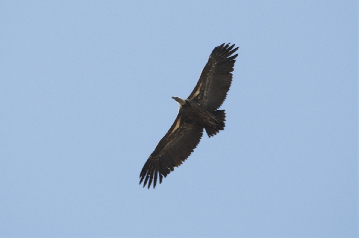 Rüppell's Griffon - ML66655671