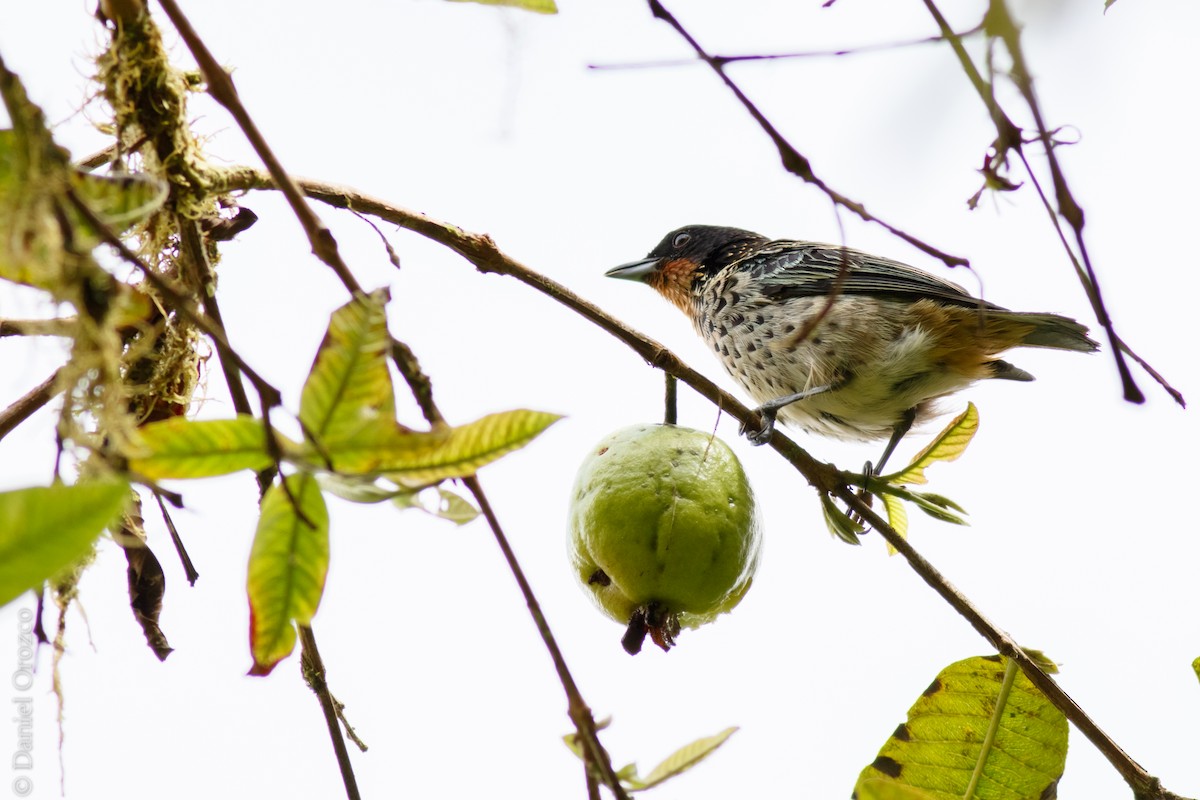 Rufous-throated Tanager - Daniel Orozco Montoya