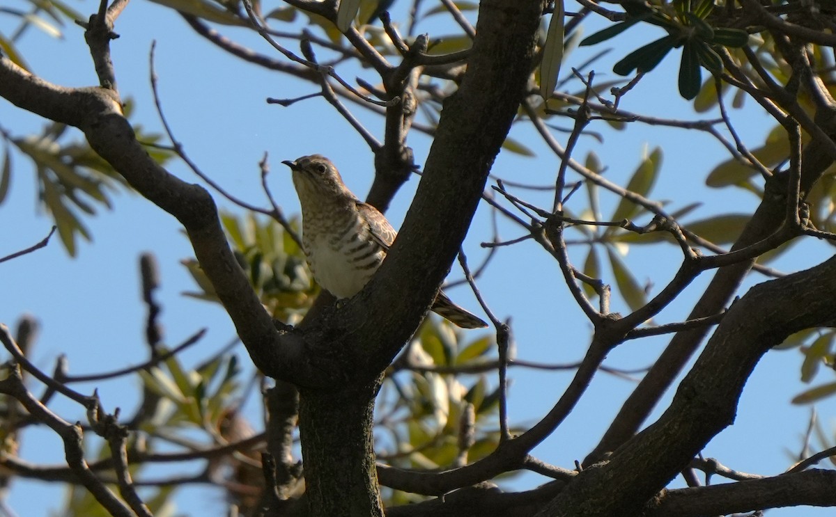 eBird Checklist - 10 Oct 2026 - Laverton Creek Mouth - 34 species
