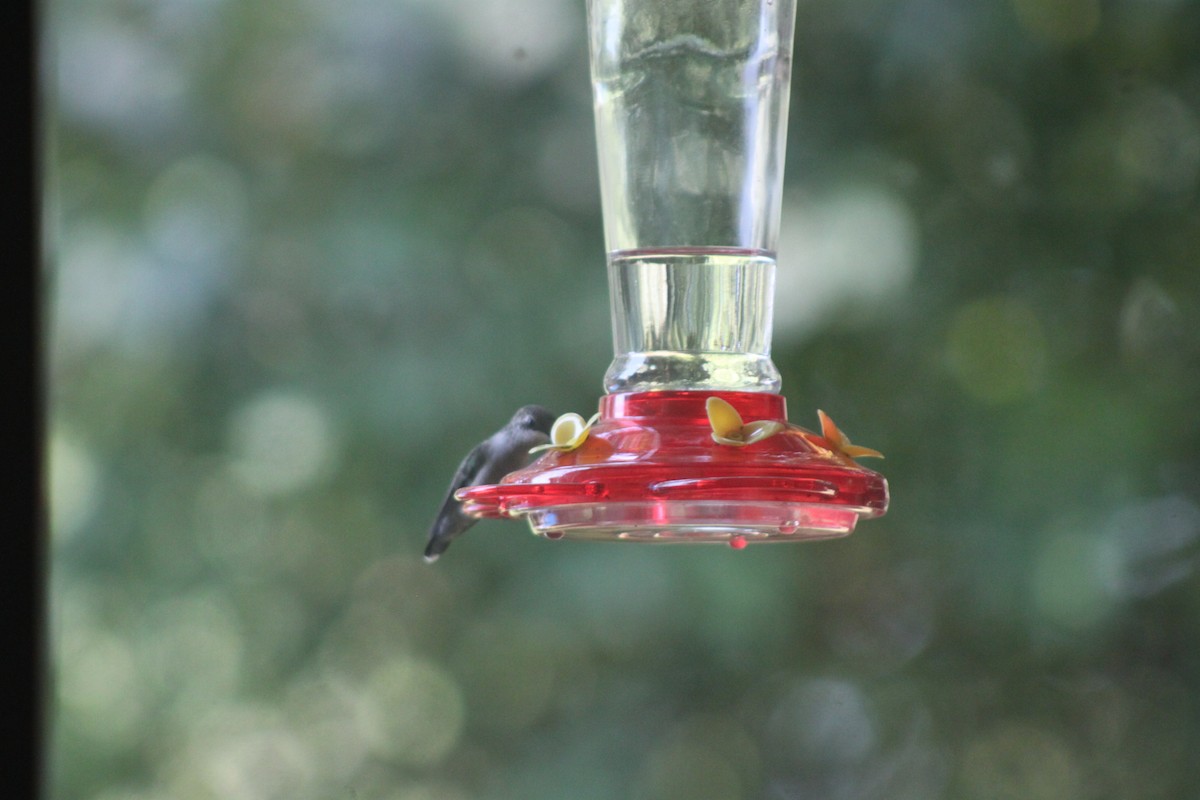 Ruby-throated Hummingbird - ML66657971