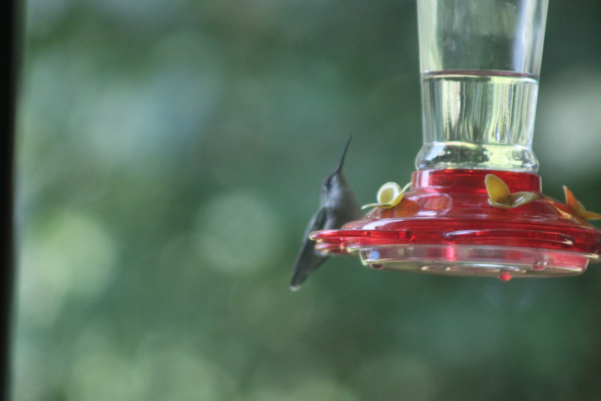 Ruby-throated Hummingbird - ML66657991