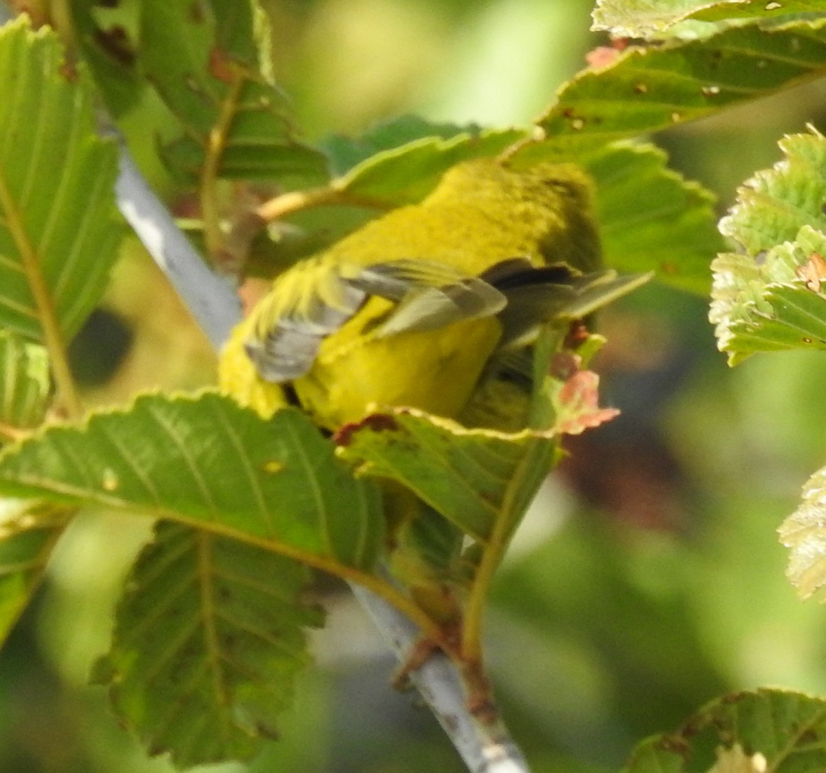 Wilson's Warbler - Shane Sater