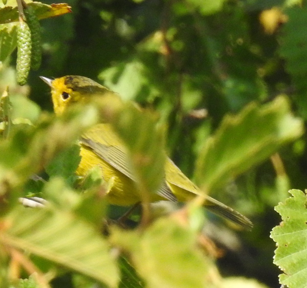 Wilson's Warbler - ML66658841