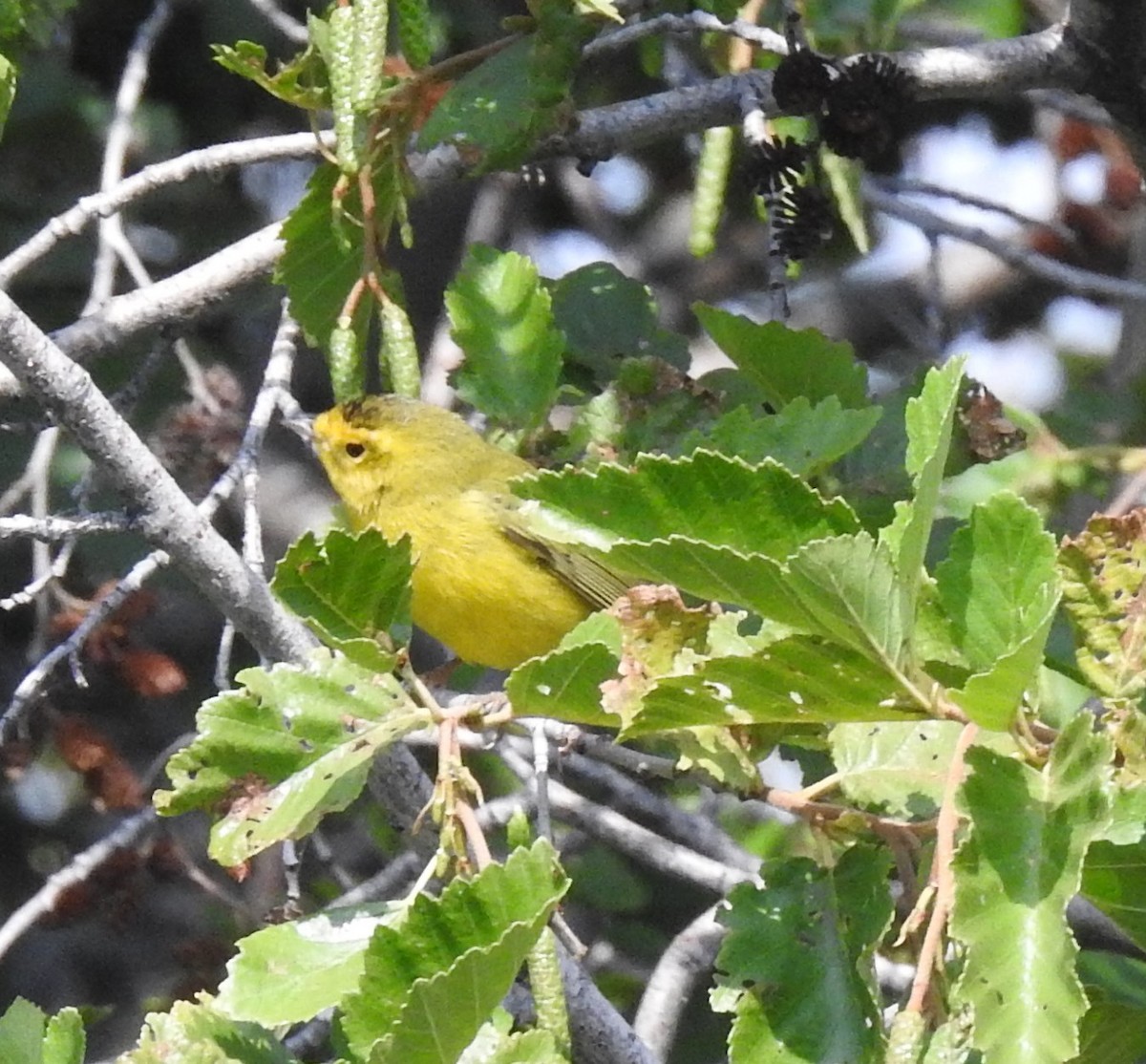 Wilson's Warbler - ML66658911