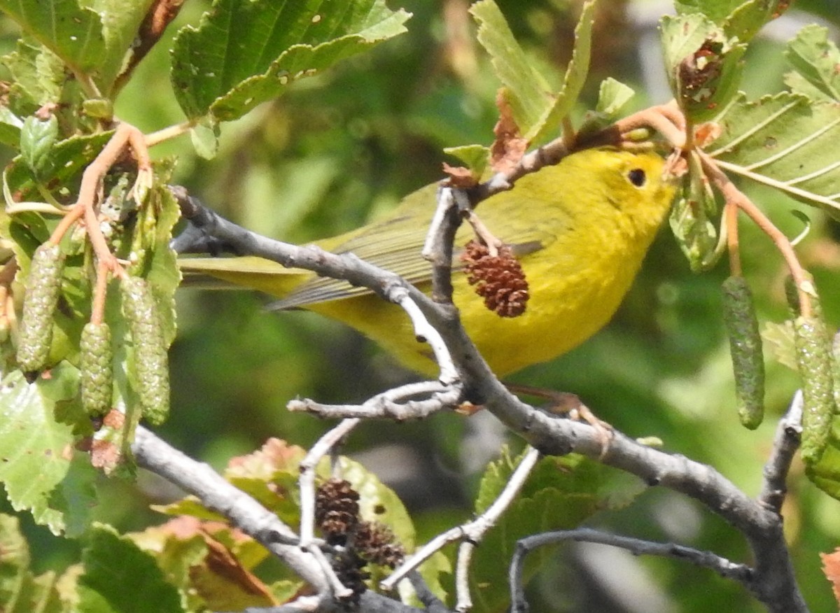 Wilson's Warbler - ML66658921