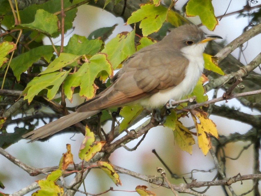 Yellow-billed Cuckoo - Roger Horn