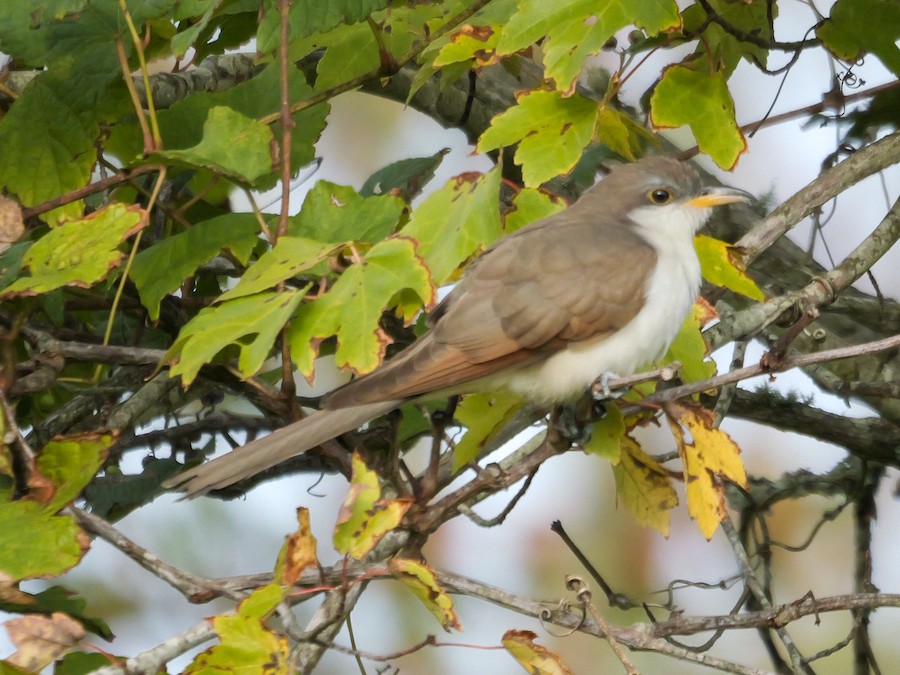 Yellow-billed Cuckoo - Roger Horn