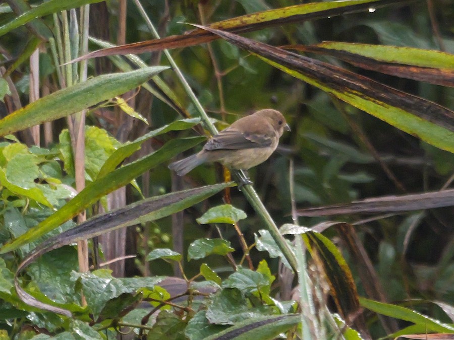 Indigo Bunting - Roger Horn