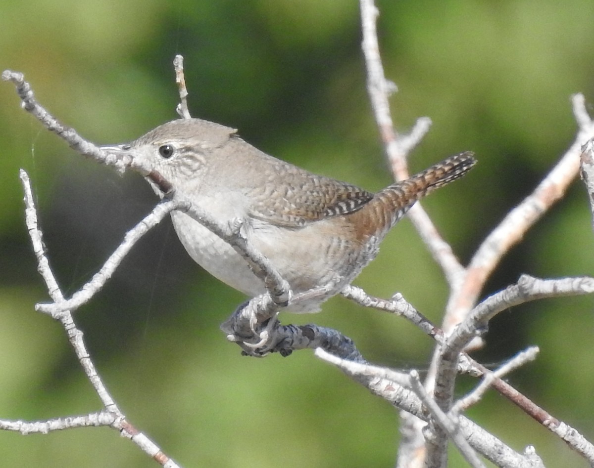 Chochín Criollo - ML66659591