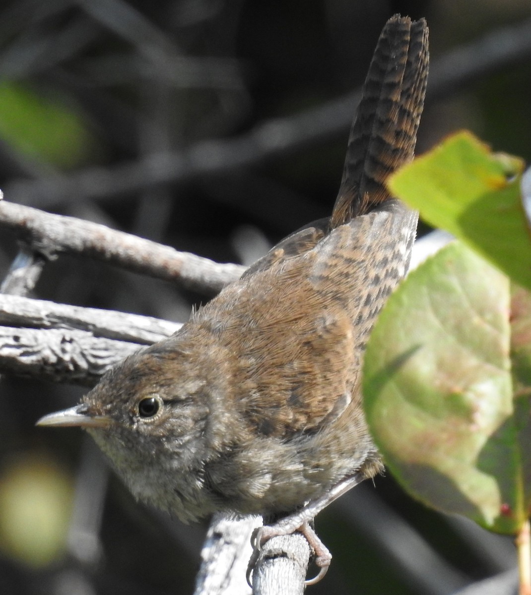 Chochín Criollo - ML66659671