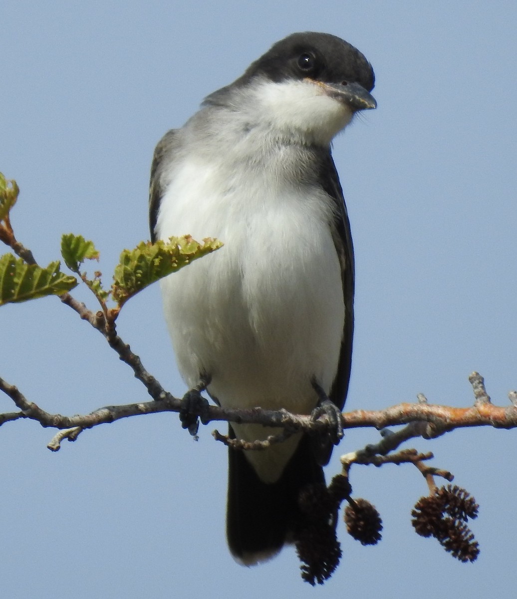 Eastern Kingbird - ML66659701