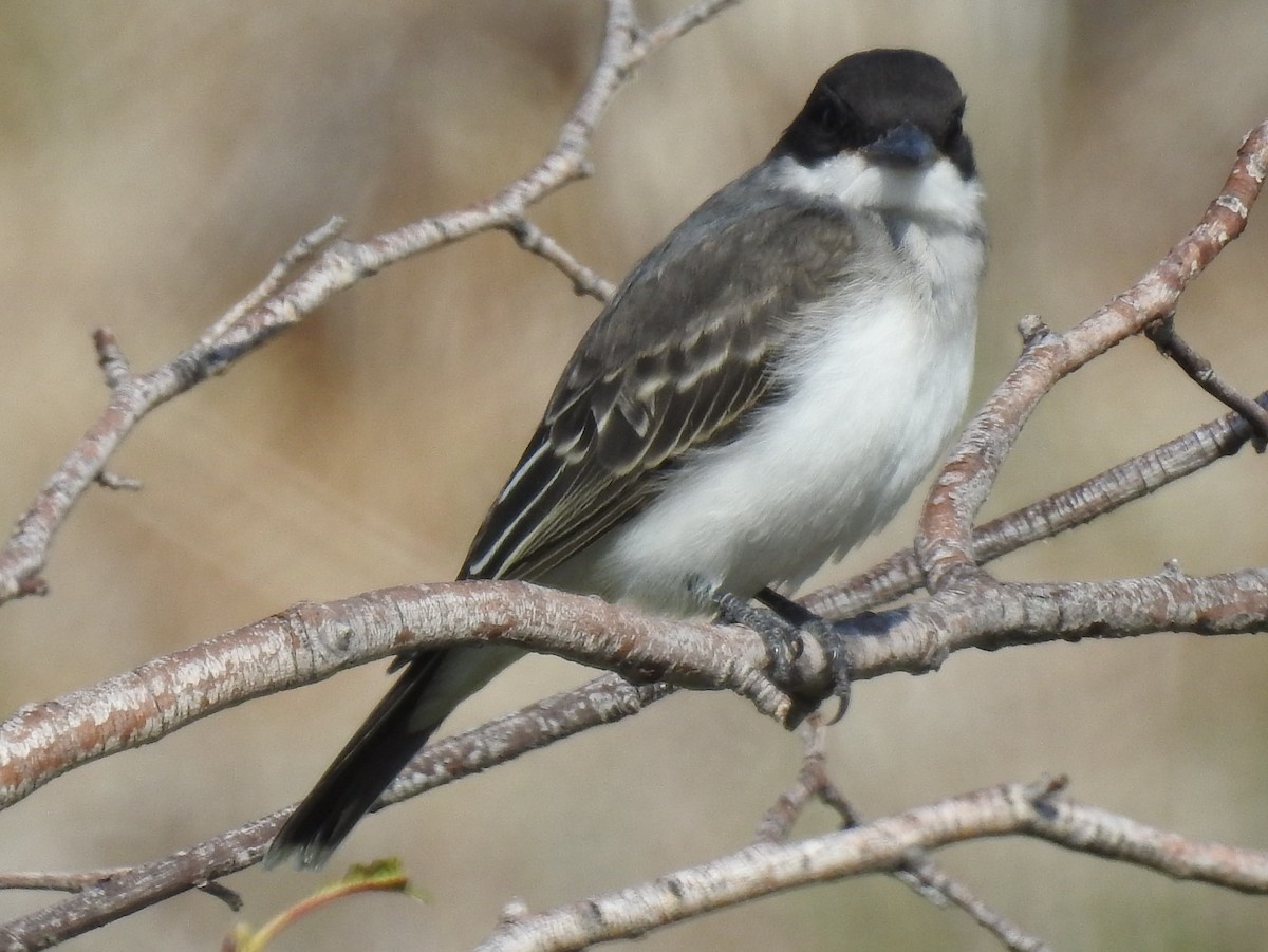 Eastern Kingbird - Shane Sater