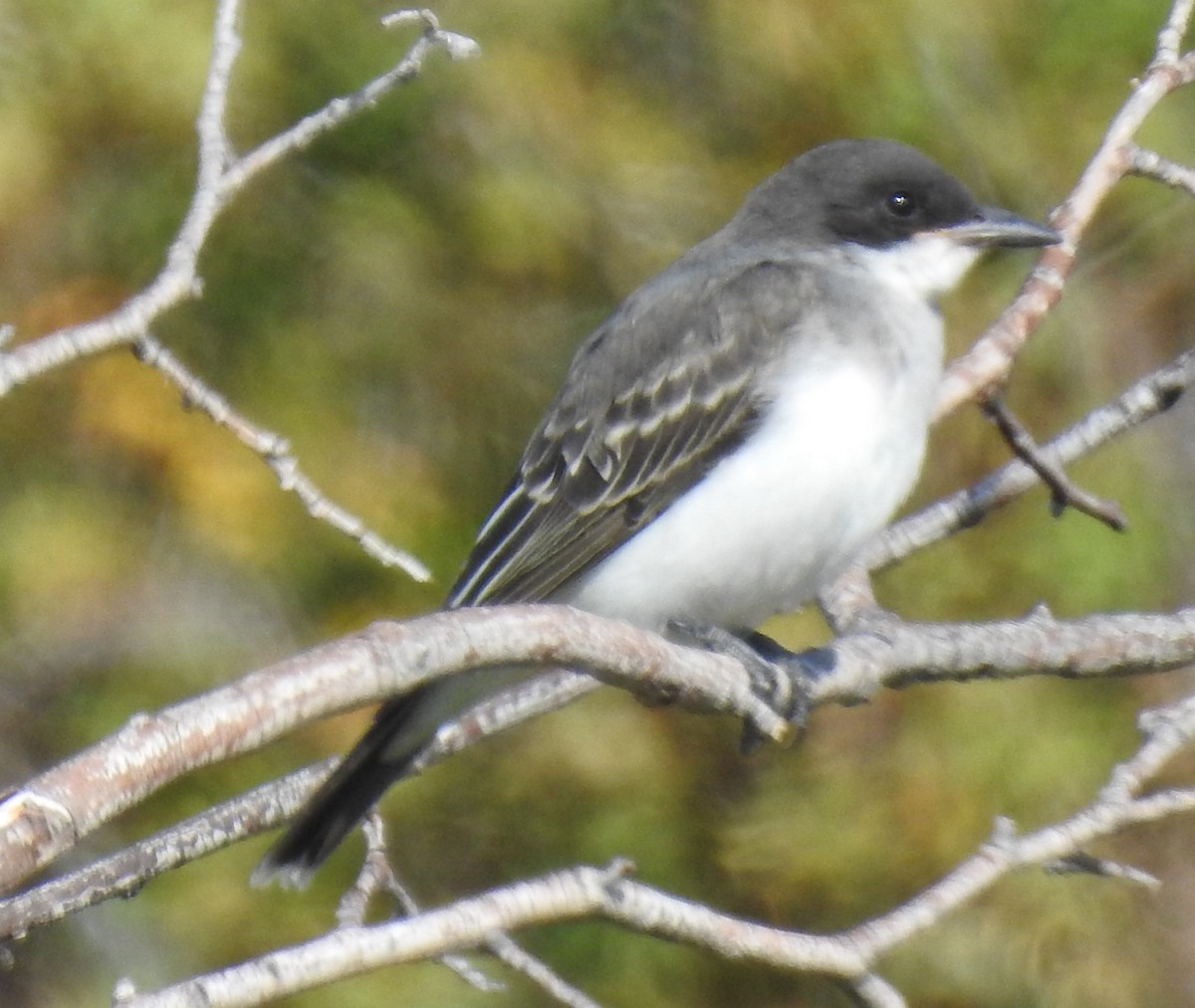 Eastern Kingbird - Shane Sater