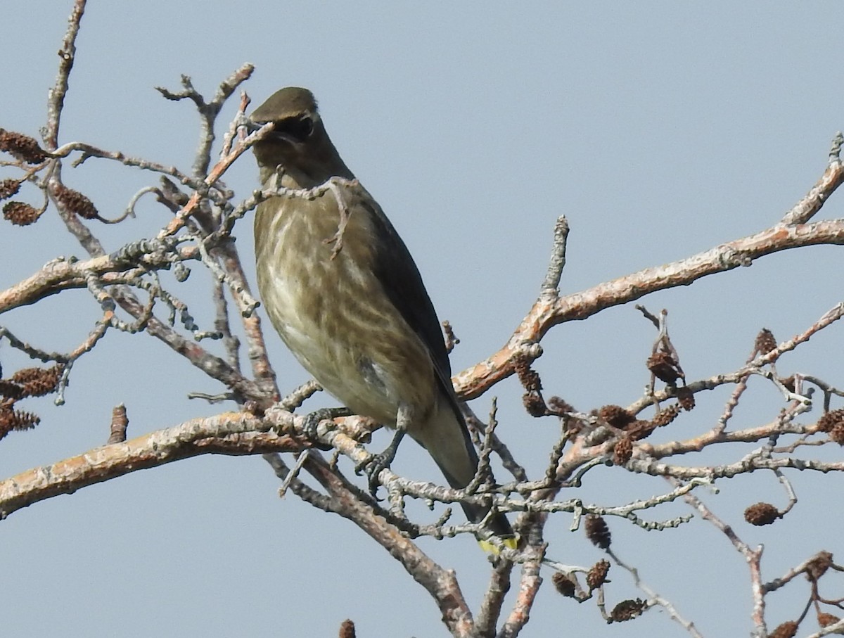 Cedar Waxwing - ML66659891