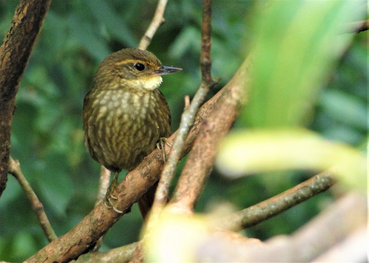 Buff-browed Foliage-gleaner - ML66660681