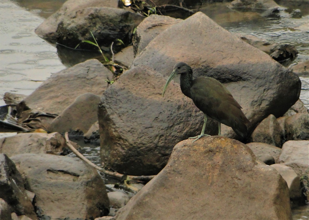 Green Ibis - ML66660761