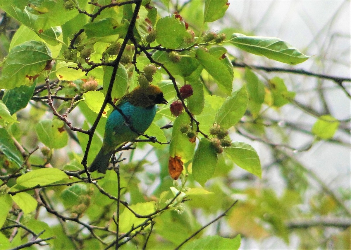 Gilt-edged Tanager - ML66660821