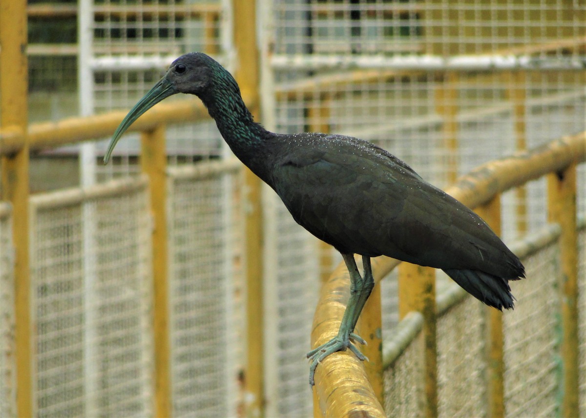 ibis zelený - ML66660831