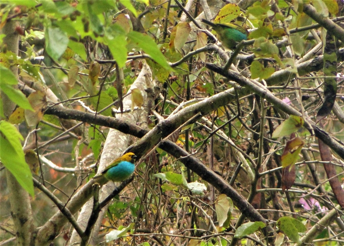 Gilt-edged Tanager - ML66660841