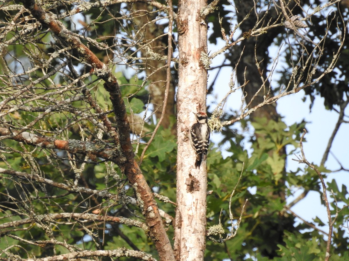 Downy Woodpecker - Whitney Tsai