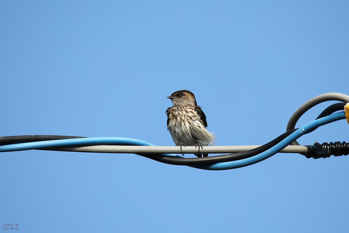 Striated Swallow - Tiffany Wu