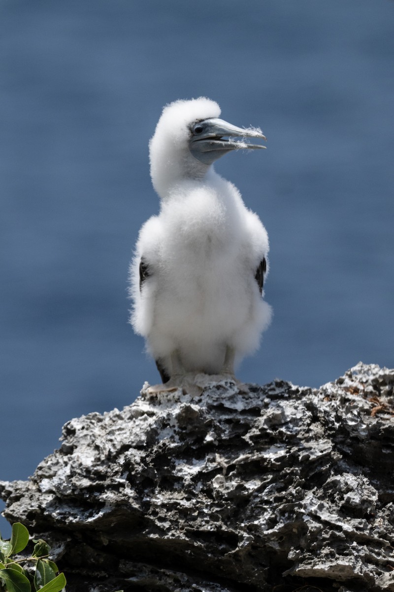 ML666629324 - Brown Booby - Macaulay Library