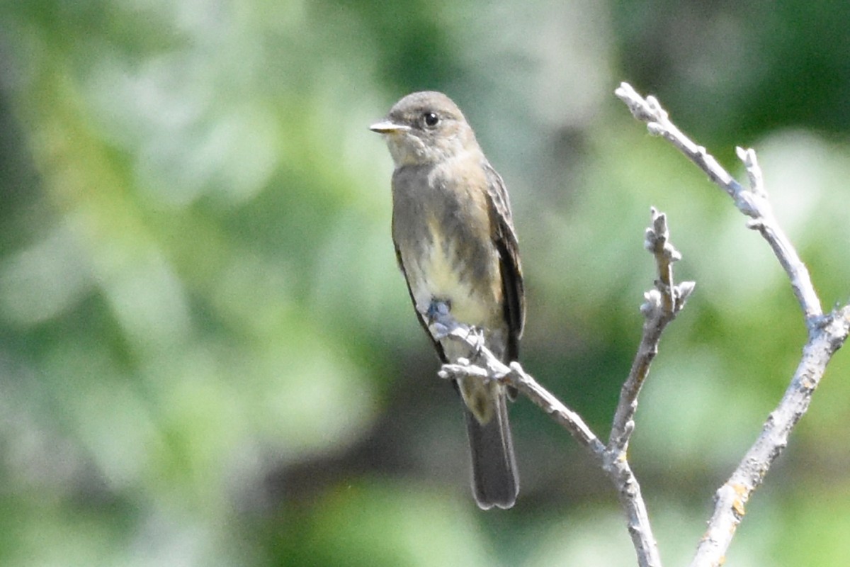 Western Wood-Pewee - ML66663221