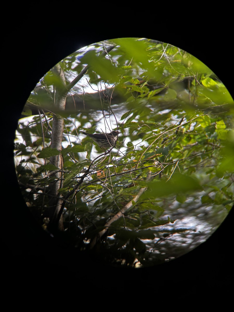 eBird Checklist - 11 Oct 2026 - Tuskegee NF - 32 species