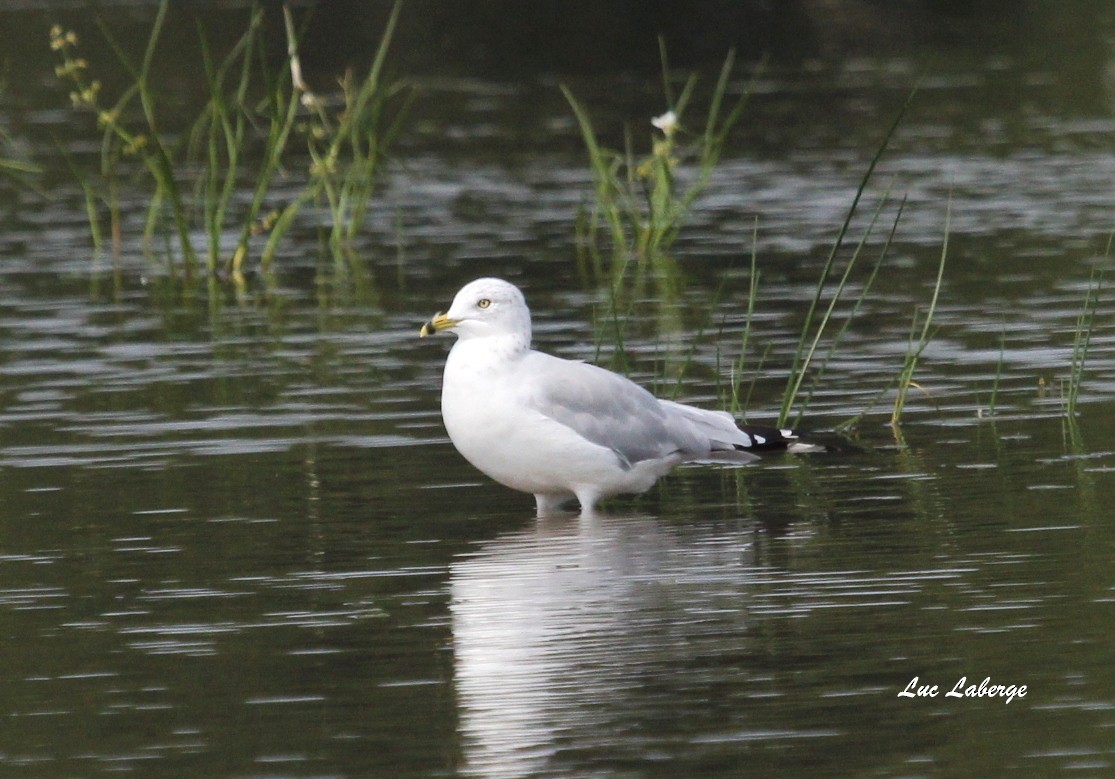Ring-billed Gull - Luc Laberge