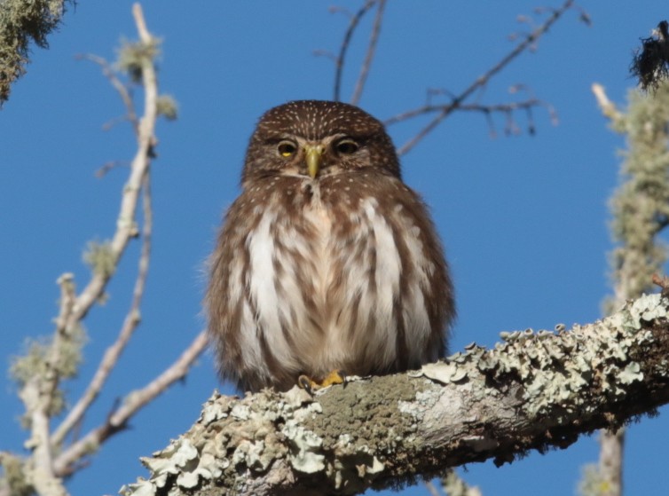 Ferruginous Pygmy-Owl - ML66665691