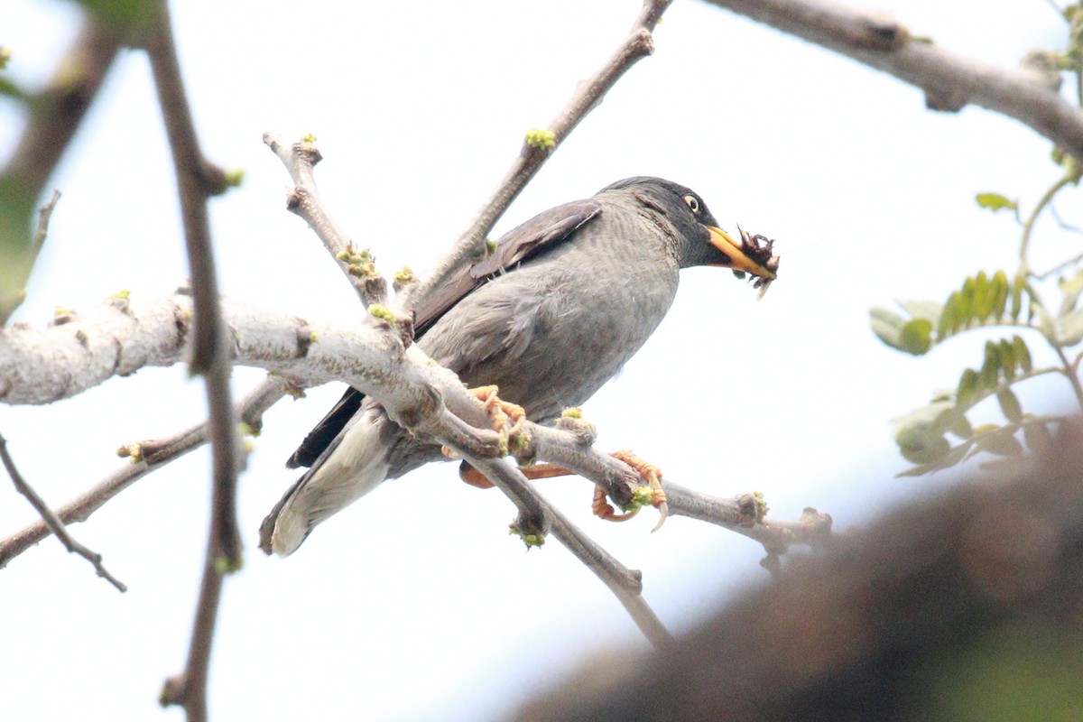 ML666659879 - Javan Myna - Macaulay Library