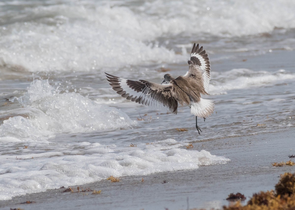 Willet (Western) - David Hall