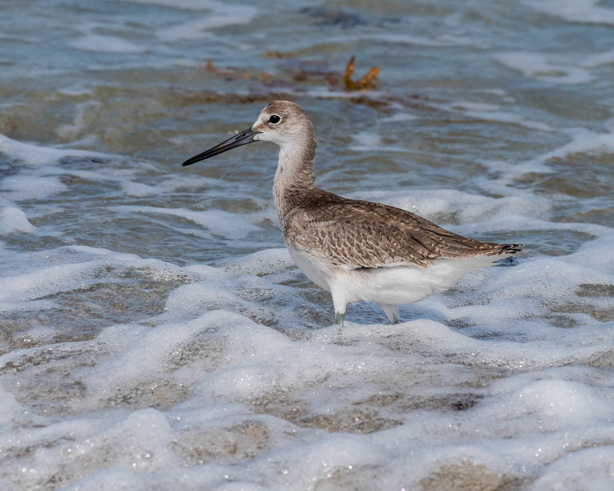 Willet (Western) - David Hall