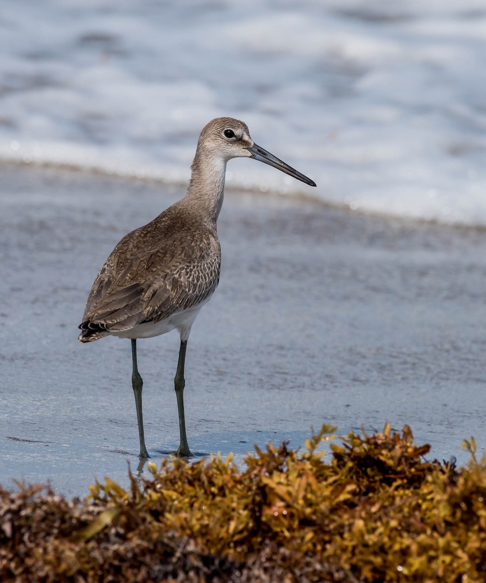 Willet (Western) - David Hall