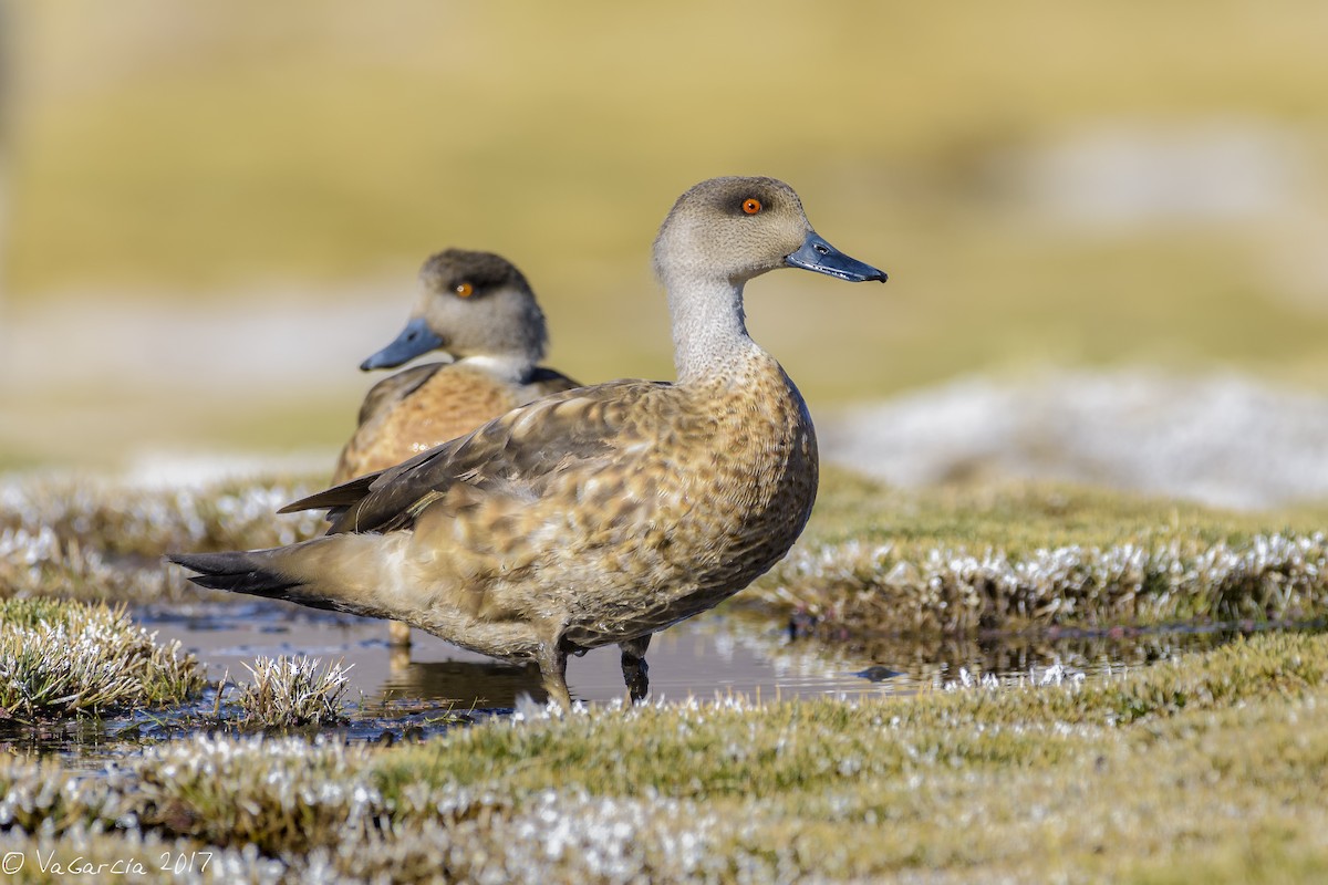 Crested Duck - ML66667091