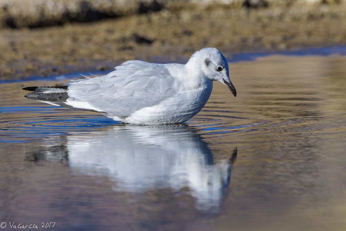 Andean Gull - ML66667611