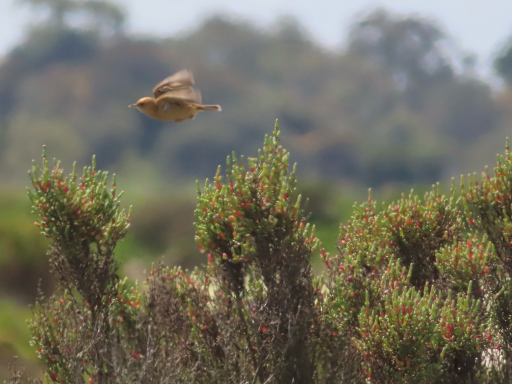 eBird Checklist - 10 Oct 2026 - Skeleton Creek Boardwalk - 48 species