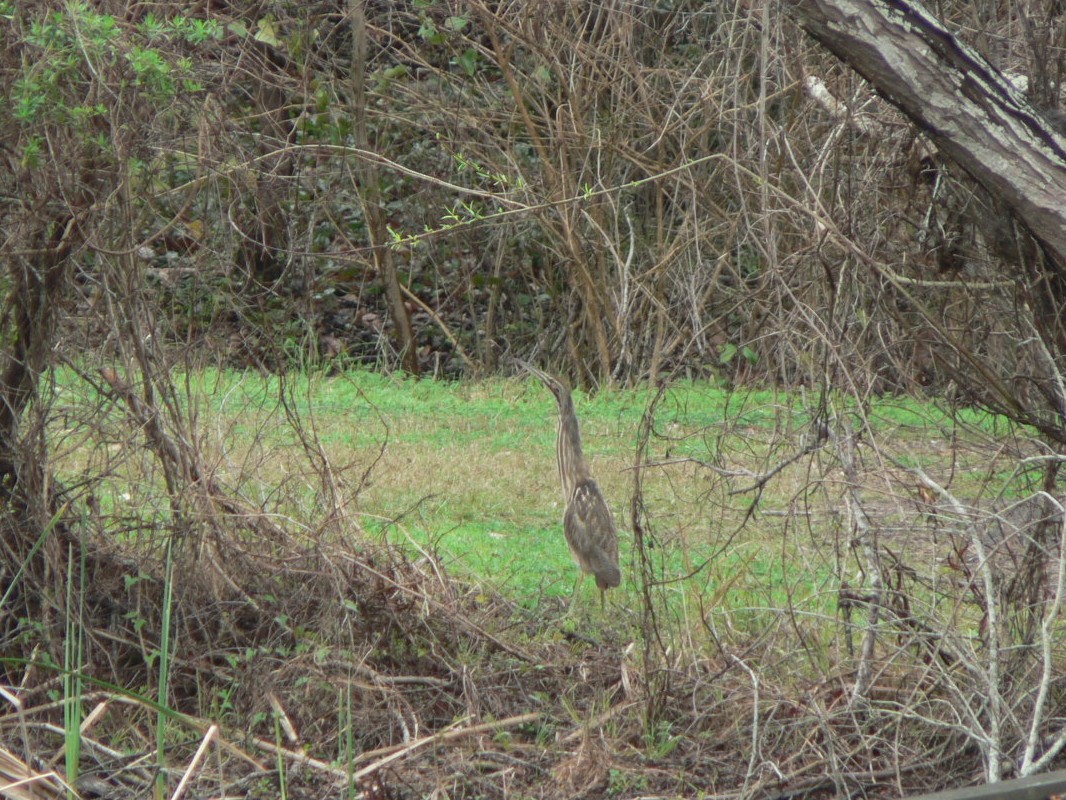 American Bittern - ML66668551