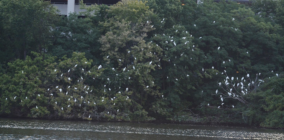 Snowy Egret - ML66669011