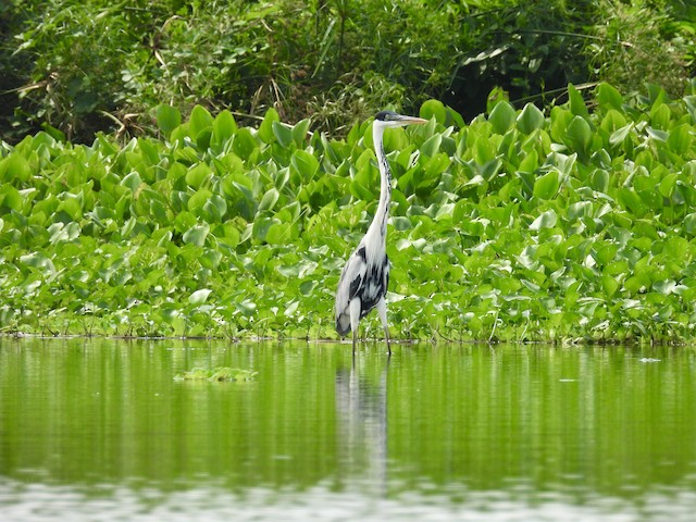 Colombia - eBird