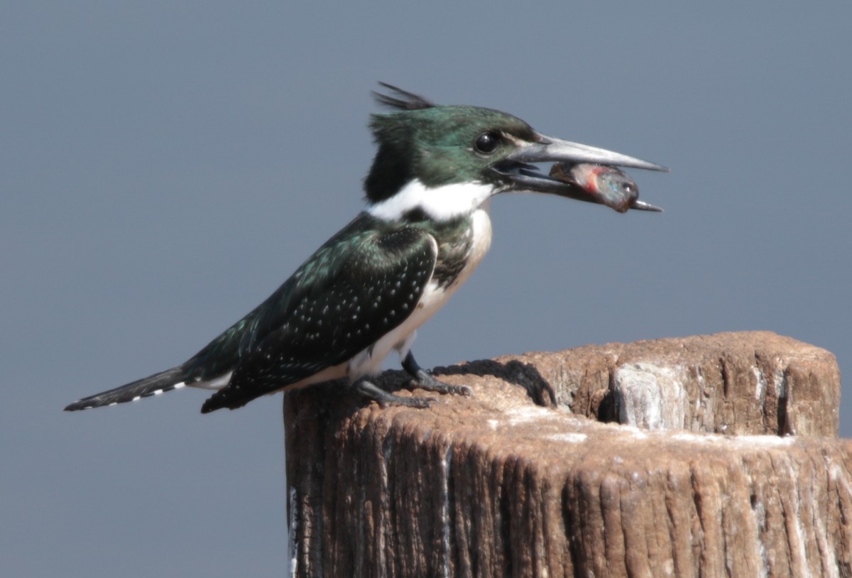 Martin-pêcheur d'Amazonie - ML66669711