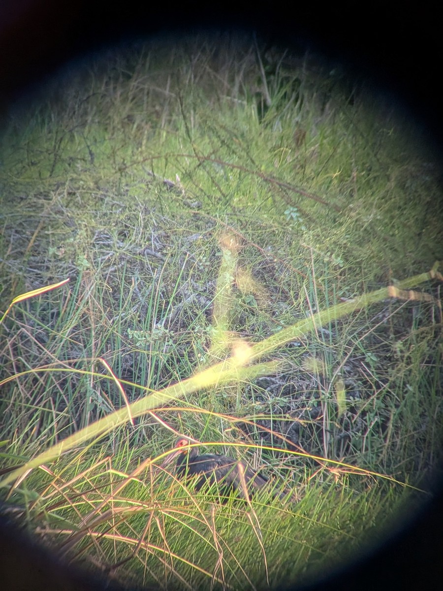 eBird Checklist - 10 Oct 2026 - Wichabai Ranch - 45 species